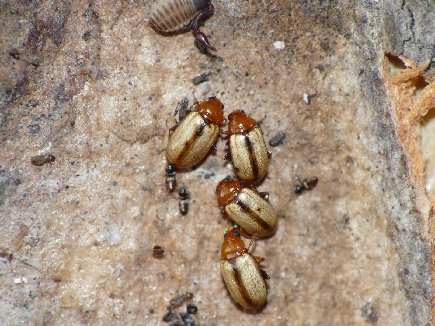 Piccolo Chrysomelidae: Hermaeophaga ruficollis